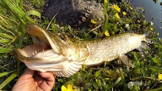 Fishing evening pike with weedless rig  Cannibal Shad lure Рыбалка щука незацепляйка  силикон [upl. by Yadsnil502]