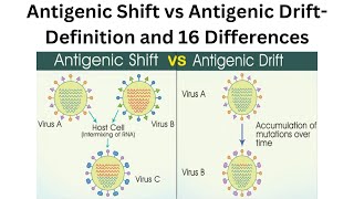 Antigenic Shift vs Antigenic Drift Definition and 16 Differences [upl. by Kaasi]