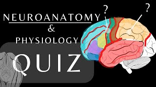 Neuroanatomy Quiz Anatomy and Physiology of the Cerebrum Lobes Gyri amp Sulci anatomyquiz shorts [upl. by Erdnaid]