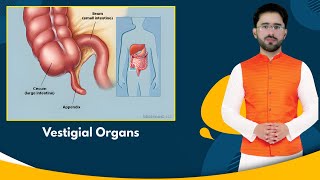 Promo  06  Vestigial Organs  PPSC Lecturer ZoologyBiology [upl. by Kcirrad]