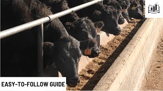 How to Start a Feedlot Business [upl. by Eizdnil]