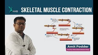 Skeletal Muscle Contraction বাংলা [upl. by Yelahc]