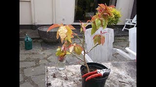 Propagating Cactus  How to take cuttings amp prune Pereskia [upl. by Nimzaj]