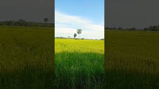 Beautiful rice fields short [upl. by Ehtiaf]