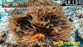 finding Nemo old movie  4k hd video relaxing  relax video clip fish pot [upl. by Nivrad]