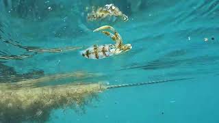 【映像記録】ロープの流れ藻をパトロールするアオリイカを見る Watch Broad squid patrolling the floating seaweed tangled on a rope [upl. by Piselli870]