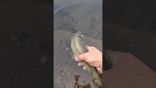 Willow spring lake wild Tiger trout Payson trout fishing payson fish arizona [upl. by Shelagh770]