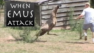 When Emus Attack  Emu Chases Man [upl. by Karyl]