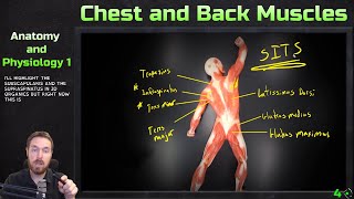 Muscles of the Chest and Back  Model Overview  Anatomy and Physiology 1 [upl. by Adyahs]