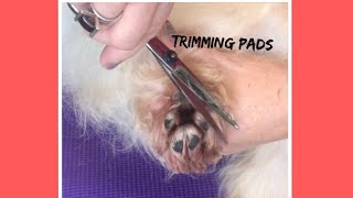 Havanese dogs  Trimming pads [upl. by Hunter705]