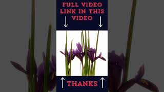 Timelapse Top Beautiful Flowers Must Watch shorts viral trending 18 [upl. by Cyb65]