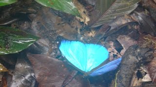 Morphos flying in slow motion [upl. by Tersina]