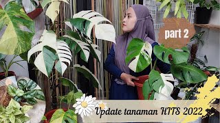 Tren Tanaman Hias 2022  PART 2  epipremnum variegata istimewa 💜 [upl. by Vannie]