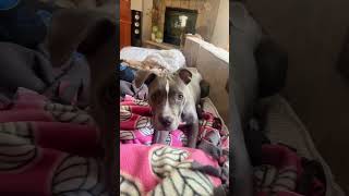 The most sassy pitbull puppy dog pitbull pittie [upl. by Ulises]