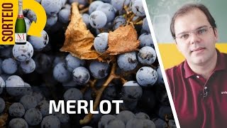 MERLOT  UNIVINHOCOM  PARTE 47 DE 365 [upl. by Stoops]