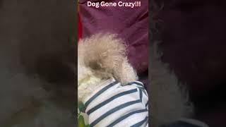 Dog Gone Crazy He is Mad He Is Madder Than shortsvideo dog [upl. by Asenab]