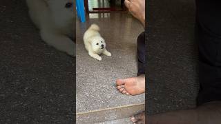 Pomeranian puppy barking for the first timecutepetsbarkingjimmy doglover pomeranian [upl. by Artimed]