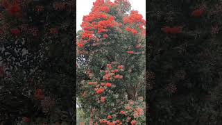 Corymbia ficifolia commonly known as red flowering gum floweringtree verypleasant [upl. by Ailaht]