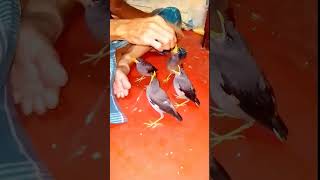 Common myna bird song myna sound mynah sing Shorts  2  Alamin vlog 20 [upl. by Ahseirej]