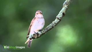 Spotted Flycatcher [upl. by Orit889]