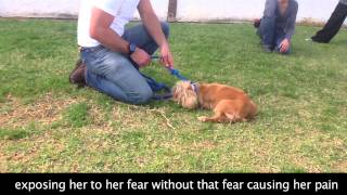 Fearful Touch Sensitive Dog Behavior Modification [upl. by Tamma451]