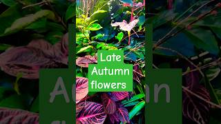 Autumn Flowering Plant  Persicaria ready to flower  Tropical garden shootsvideo garden plants [upl. by Arabelle]