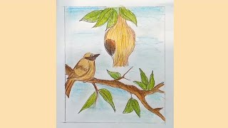 How to draw a Weaver bird step by step [upl. by Nojram]