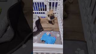 Pug puppy vs tail Then and now funnypuppy pugpuppy puglife playtime cutepug [upl. by Acinoreb687]