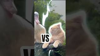 Epic Battle Duckman vs Catman ⚔️🦆🐱 marvel catlover catvideo funny [upl. by Anircam]