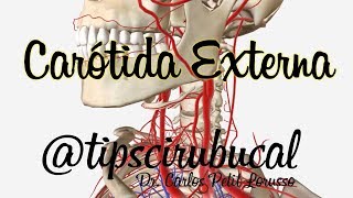 Carótida Externa  Anatomía 3D tipscirubucal  Carlos Petit Lorusso [upl. by Violetta633]