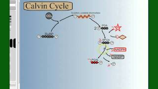 Calvin cycle photosynthesis [upl. by Garland625]