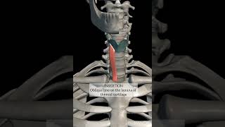 Sternothyroid muscle with origin insertion headandneckanatomy mbbs 1styearmbbs anatomyinfrahyoid [upl. by Amias]