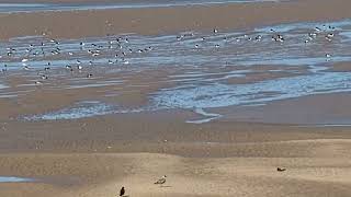 4K60FPSHIRES 🚶 Coastal walk Leasowe Lighthouse to Hoylake Lifeboat Station 🚶 August 30th 2024 [upl. by Aneerak]