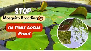 How to kill Mosquitos in Lotus pond Youtube garden plants [upl. by Enoed526]