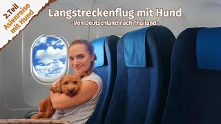 Langstreckenflug mit Hund ● Deutschland ● Thailand ● Vlog 23 [upl. by Madai]