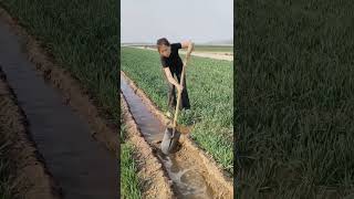 Traditional irrigation through canals agriculture irrigation [upl. by Eilitan]