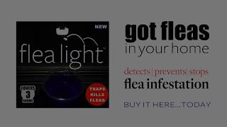 Watch as Flea Light lures Fleas into bowl of soapy water [upl. by Jacintha]