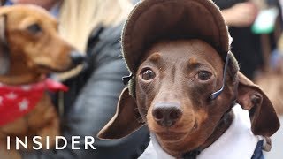 Hundreds Of Dachshunds Joined A ‘Sausage Walk’ In London [upl. by Weinreb]