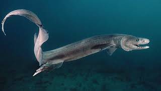 Where does the Frilled Shark live What does the Frilled Shark eat How many Frilled Sharks are left [upl. by Chrisman772]