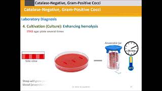 Streptococci Grampositive catalase negativecocci B [upl. by Lail]