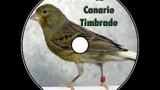 Canto canario timbrado español [upl. by Ymrots]