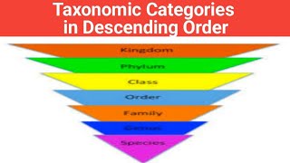 Taxonomic Categories in Descending Order biologywalesir taxonomic categories descending order [upl. by Vanthe]