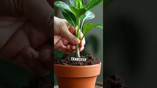 Propagate Plants in 30 SECONDS Easy amp QUICK Method 🌱 [upl. by Jaban550]