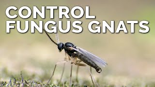 Foolproof Fungus Gnat Prevention and Control [upl. by Attekahs]