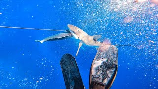 SPEARFISHING FOR DOGTOOTH TUNA  CLOSE ENCOUNTERS  FIGHTING OFF SHARKS 500KM OUT TO SEA🦈 CORAL SEA [upl. by Nimajneb754]