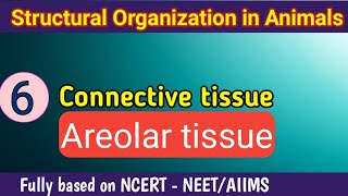 Areolar Connective tissue  Structural organization in animals  NEET  AIIMS [upl. by Bertina]