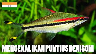 Royaje Aquascape Mengenal Ikan Puntius Denisonii [upl. by Hodgson]