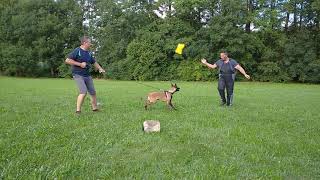 Belgický ovčák Malinois začátky obrany [upl. by Hnad]