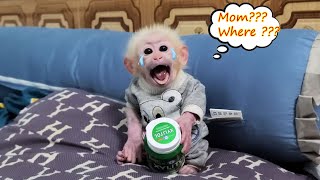 Monkey David woke up crying for his mother to feed him [upl. by Adnalay649]