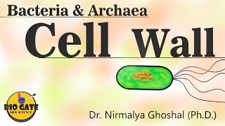 The cell wall Bacteria amp Archaea animation microbiology [upl. by Oinotna]